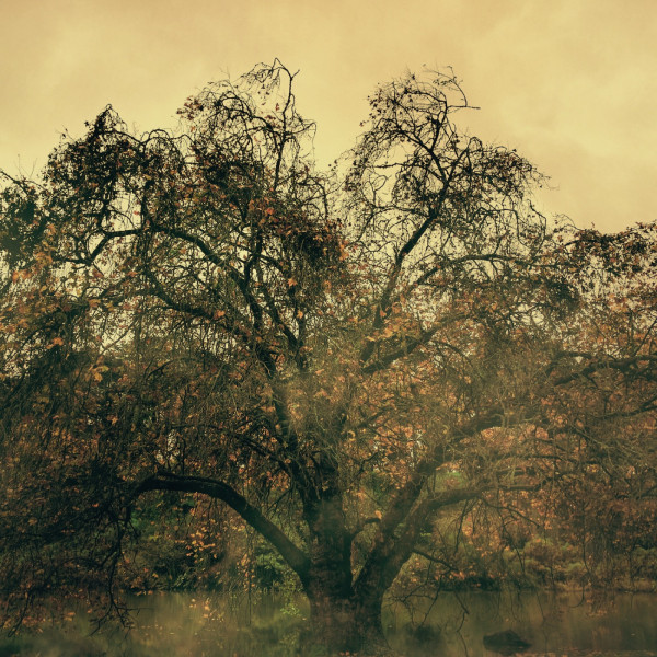 Kosame album cover