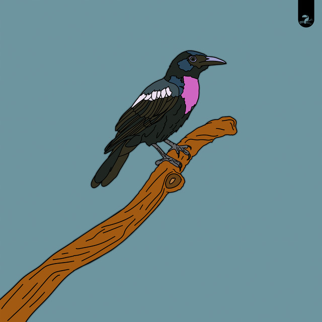 Myna / Fruitcrow