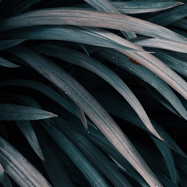 Nature album cover
