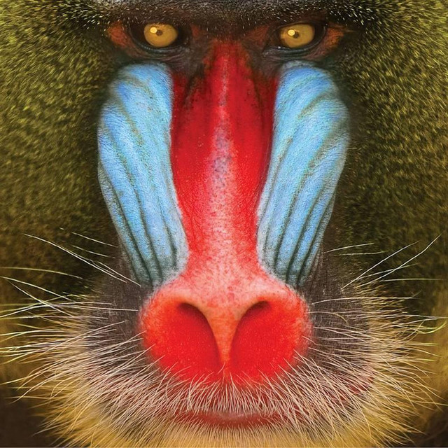 Wild Smile album cover