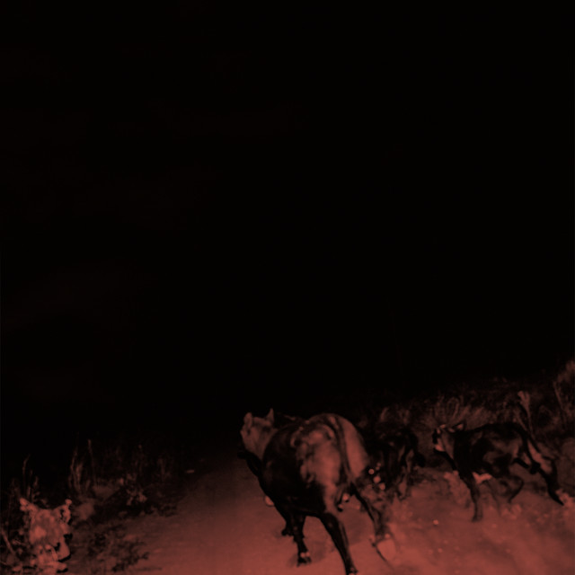 Shadow on Everything album cover