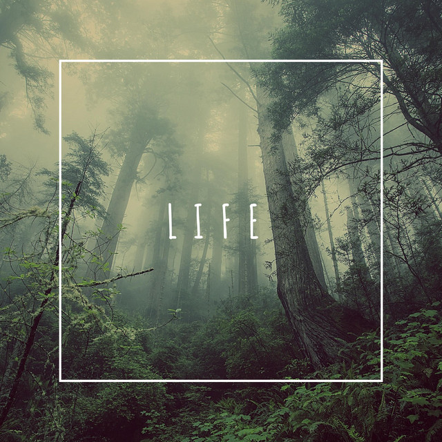 Life album cover