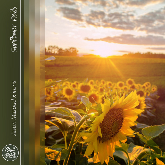 Sunflower Fields