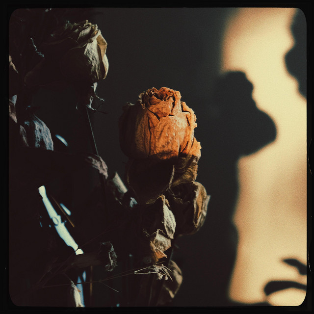 Late Blooming album cover