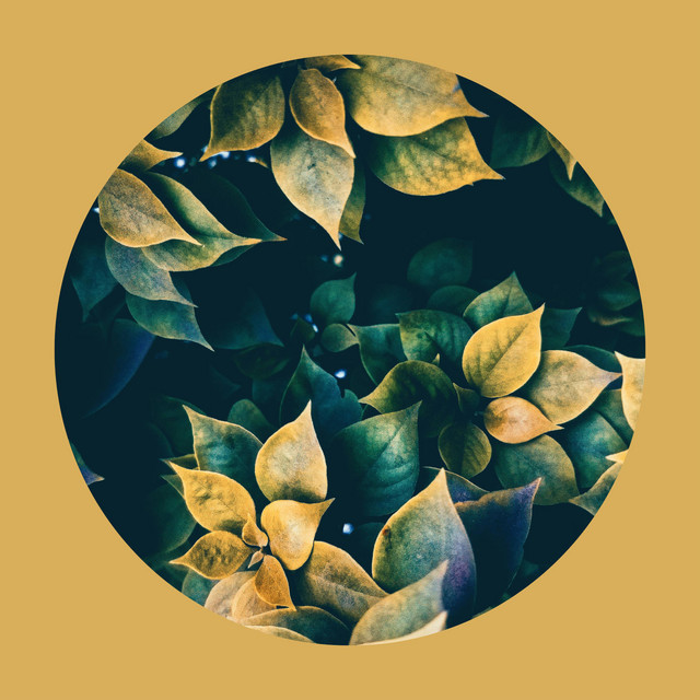 Old Leaves album cover