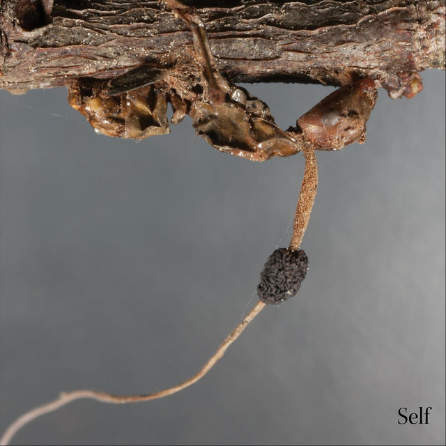Self album cover