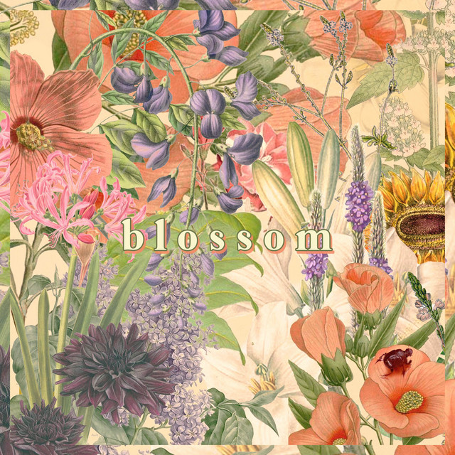 blossom album cover