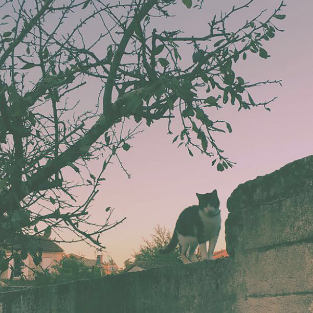 Madja album cover