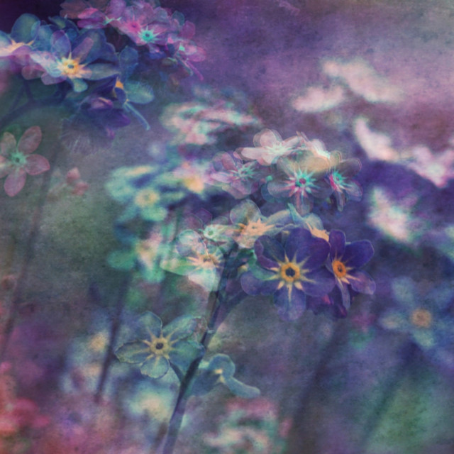 daisyworld