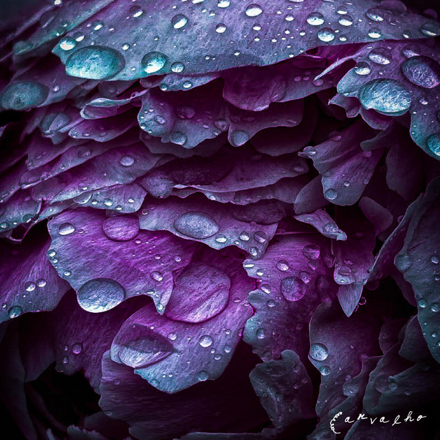 Everything For You album cover
