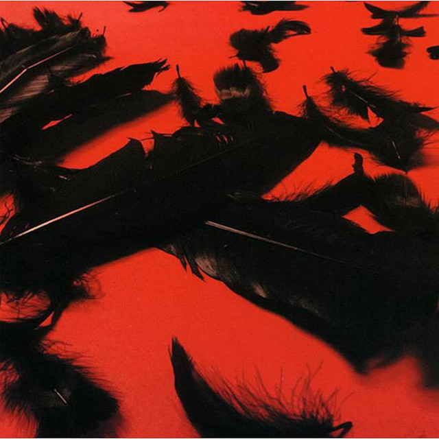 Black Feather Wings album cover