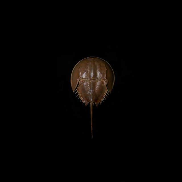 Awakened by Decay album cover