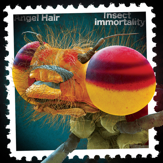 Insect Immortality album cover