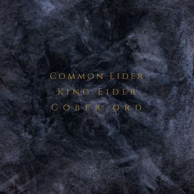 Palimpseste album cover