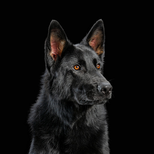 DIE NERVEN album cover