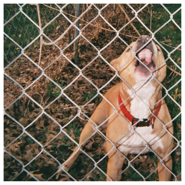 Orange Terror Bass as heard on Pop Culture by KNocked Loose (2014)