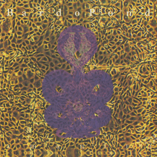Amanita album cover