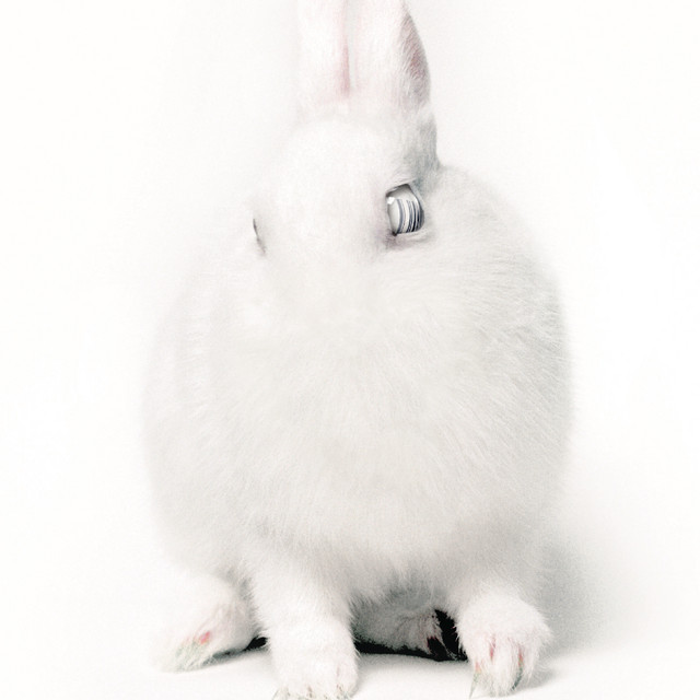 White Lies album cover
