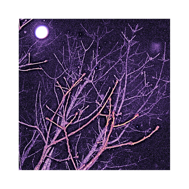 Winterwood Revealed (Live Vipers & Studio Doves) album cover