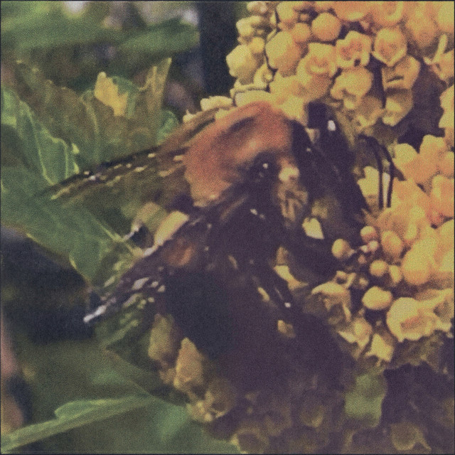 Natural Pleasure album cover