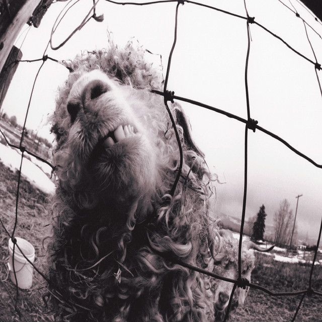Vs. album cover