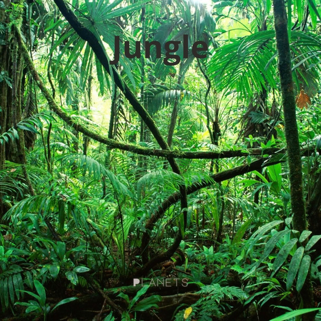 Jungle album cover