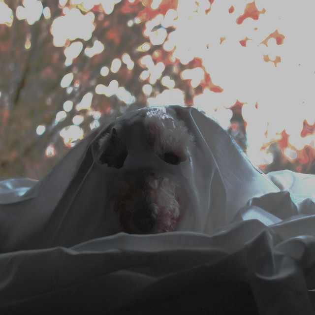 My Guardian Angel is a Ghost album cover
