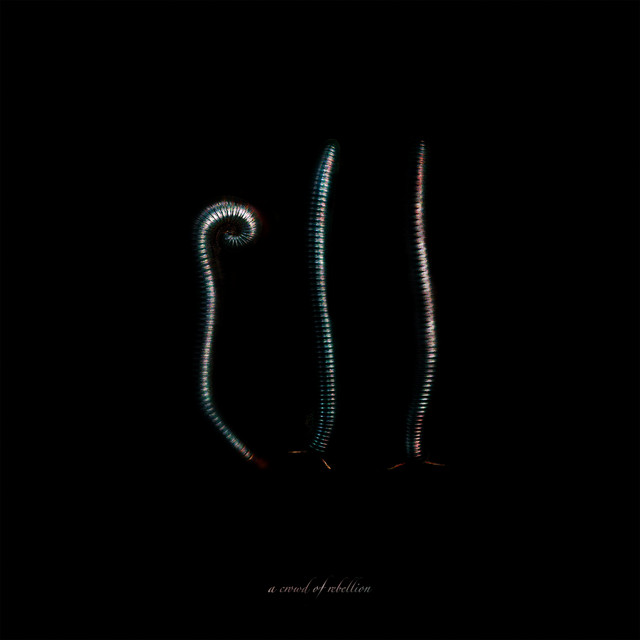 Schecter AR-06 as heard on Sign. by a crowd of rebellion (2018)