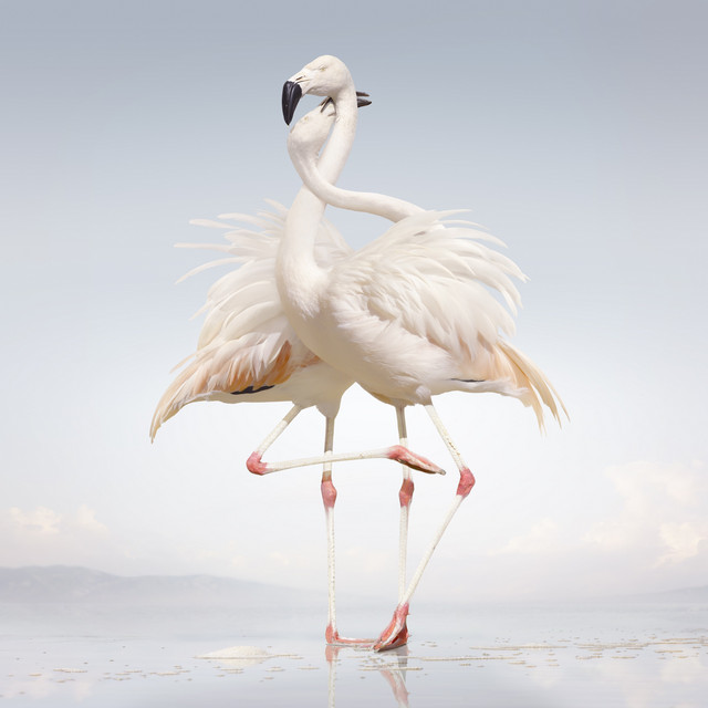 Green Language album cover