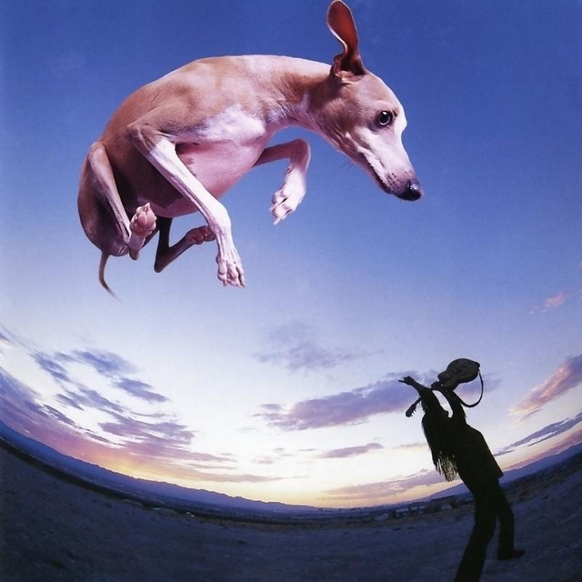 Flying Dog album cover