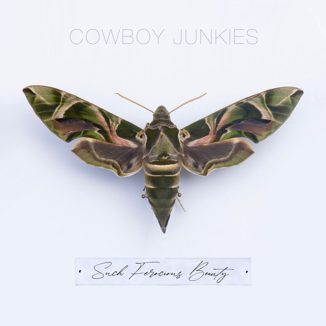 Such Ferocious Beauty album cover