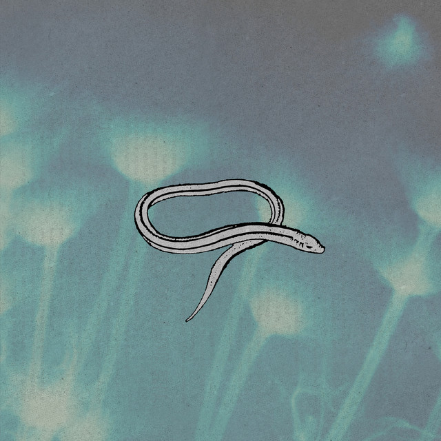 Bring On the Snakes (Deluxe Edition) album cover
