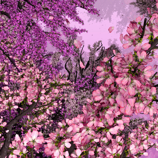 Blossoming album cover
