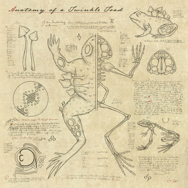 Anatomy of a Twinkle Toad album cover