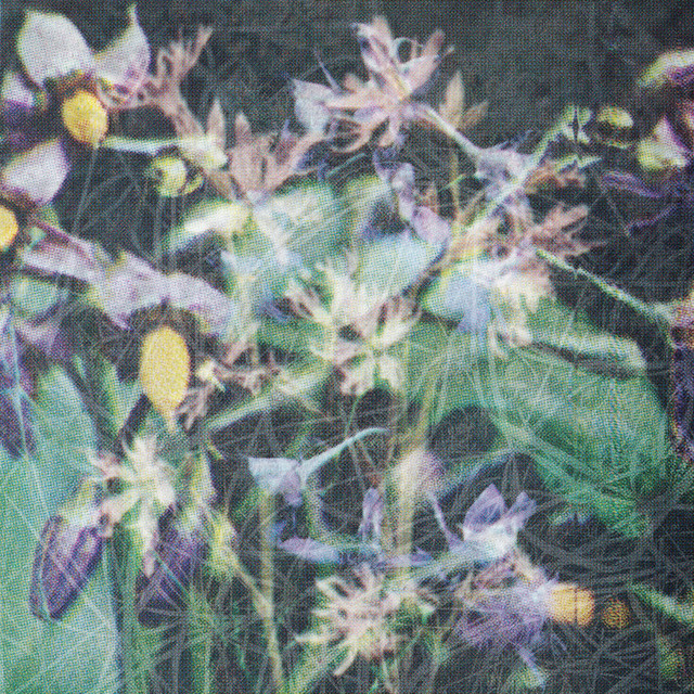 Between The Seed And The Timber album cover