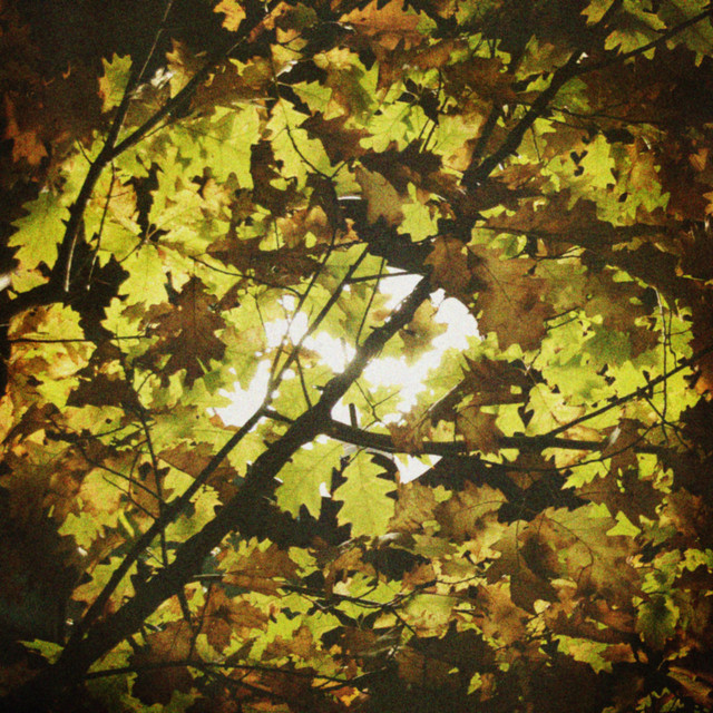 Not All of Me Will Die album cover