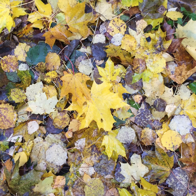 Yellow Leaves album cover