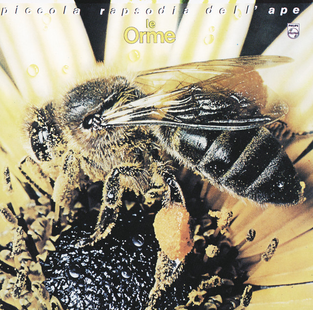 Piccola Rapsodia Dell'Ape album cover