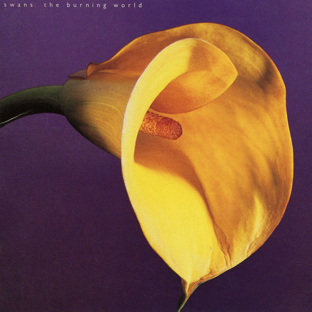 Ibanez AS 200 as heard on The Burning World by Swans (1989)