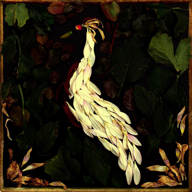 Fortunate Fall album cover
