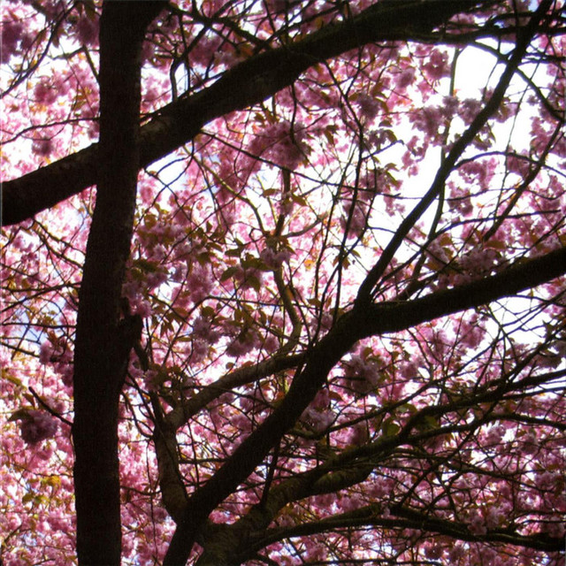 Hypnagogue album cover