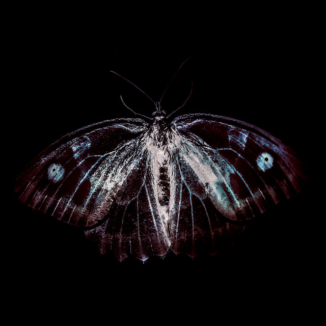 BestiaIRE album cover