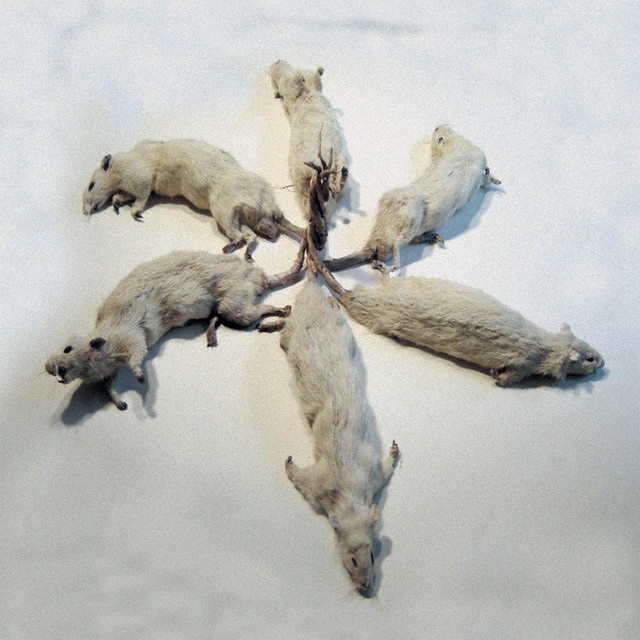 The Rat King album cover