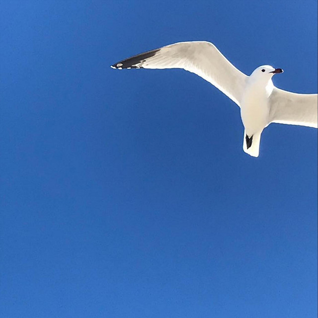 Acoustic, Vol. 1 album cover