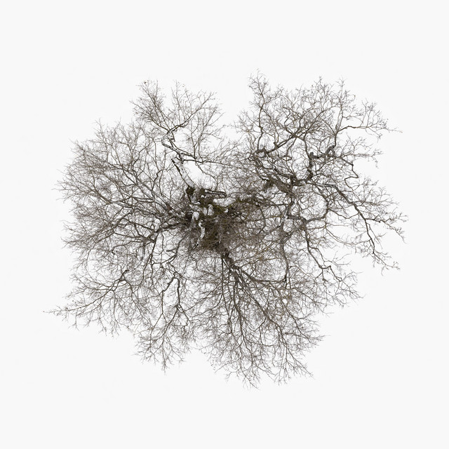 Tree album cover