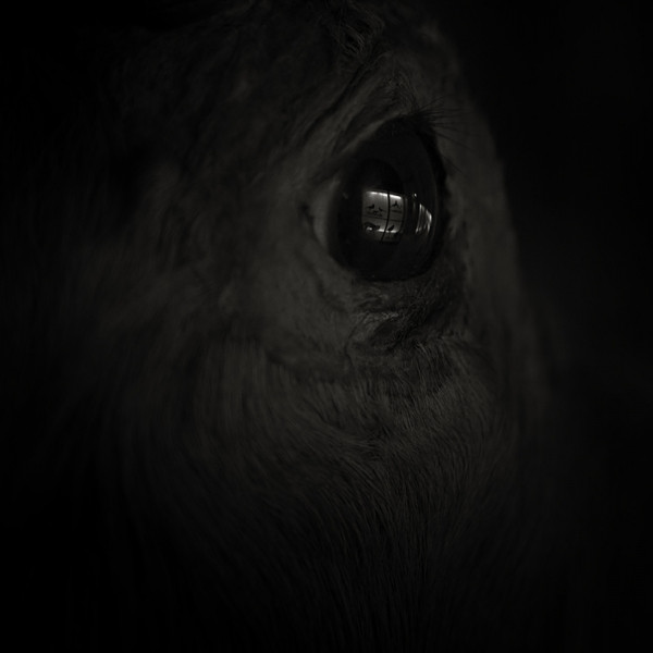 The Past That Was Embraced By Sorrow album cover