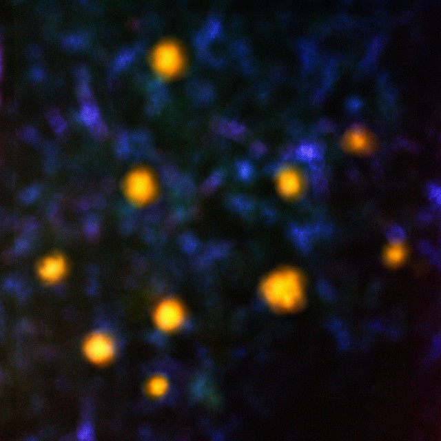 Daemmerlicht album cover