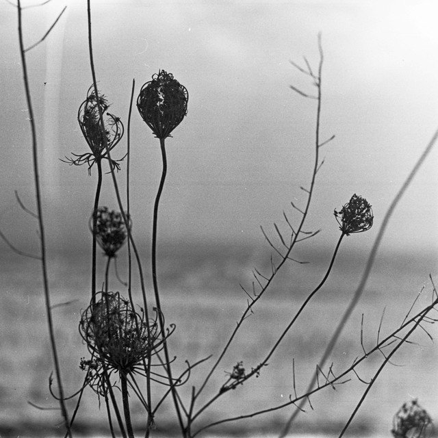 Placid album cover