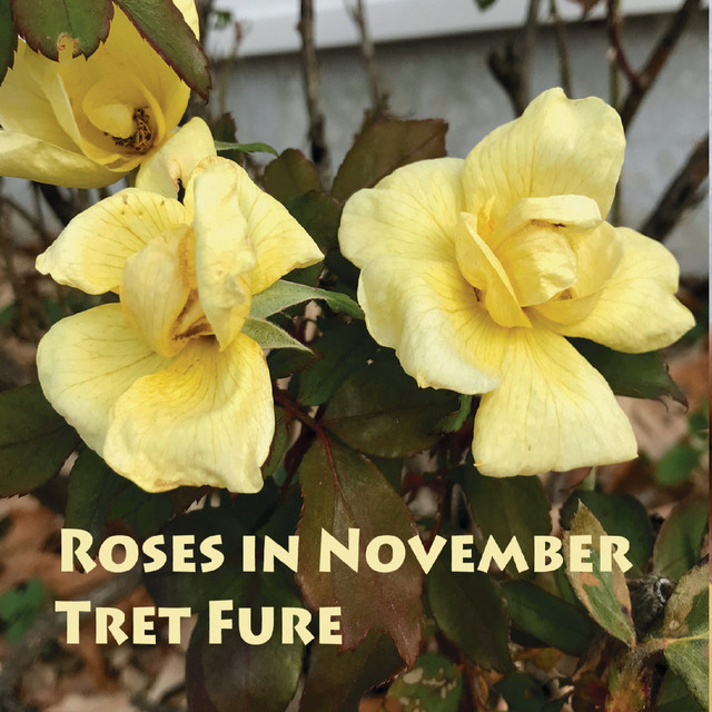 Roses in November album cover