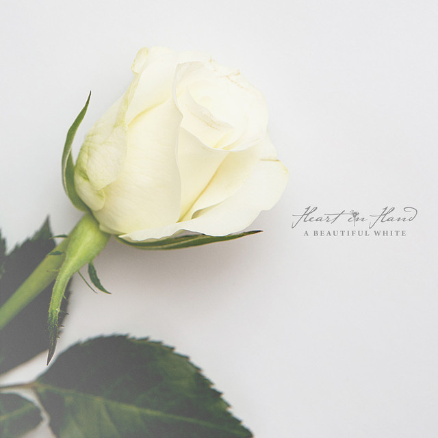 A Beautiful White album cover